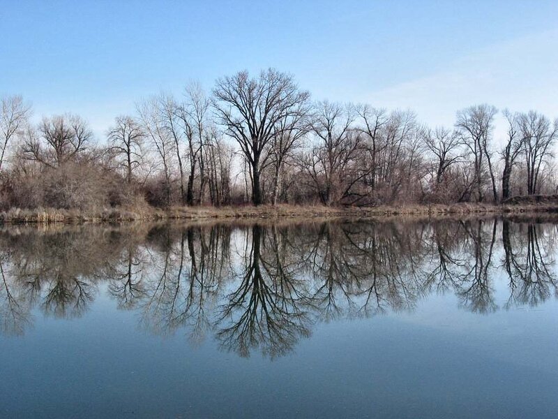Bare Trees Reflecting in Water