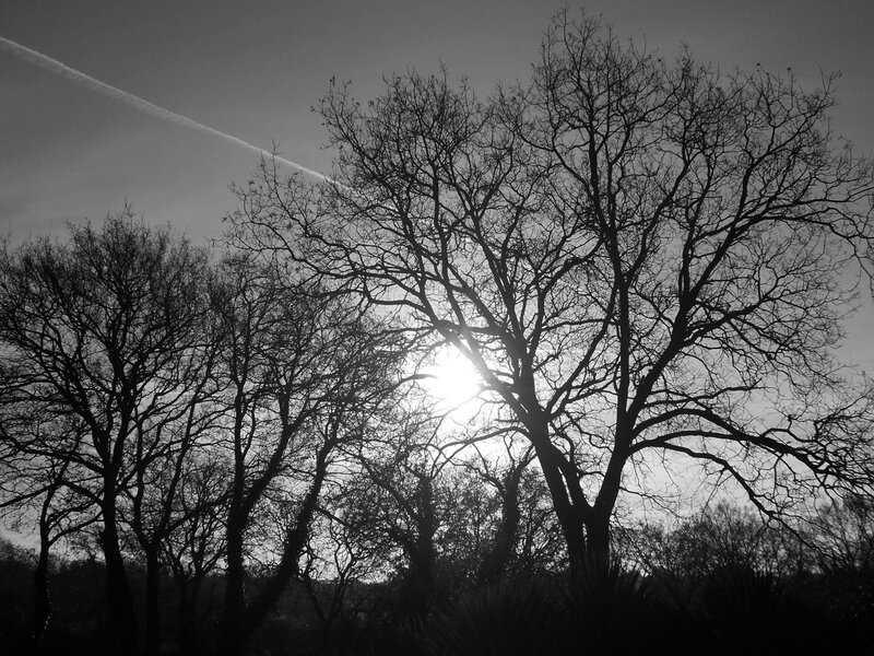 Bare Trees Silhouetted