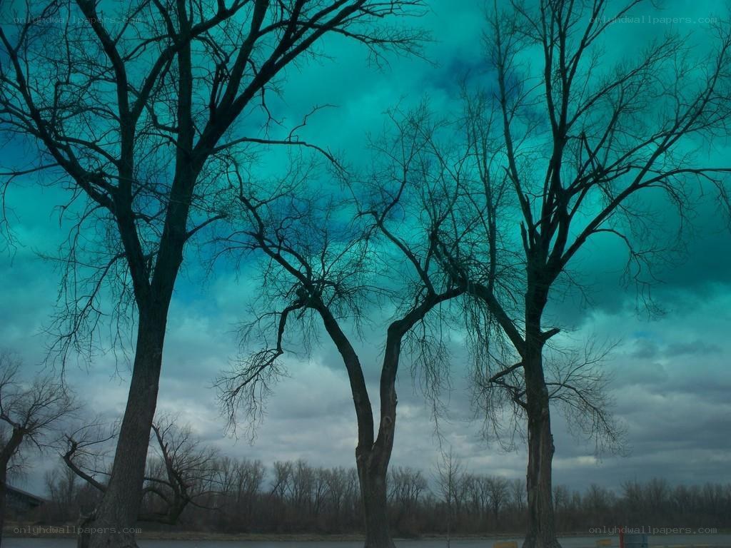 Bare trees under a teal sky