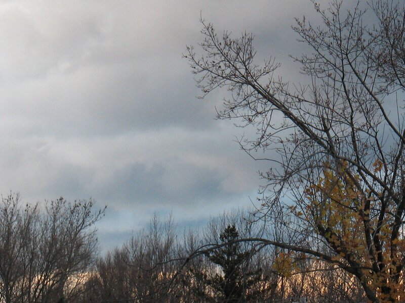 Bare Trees under Cloudy Sky — Gray