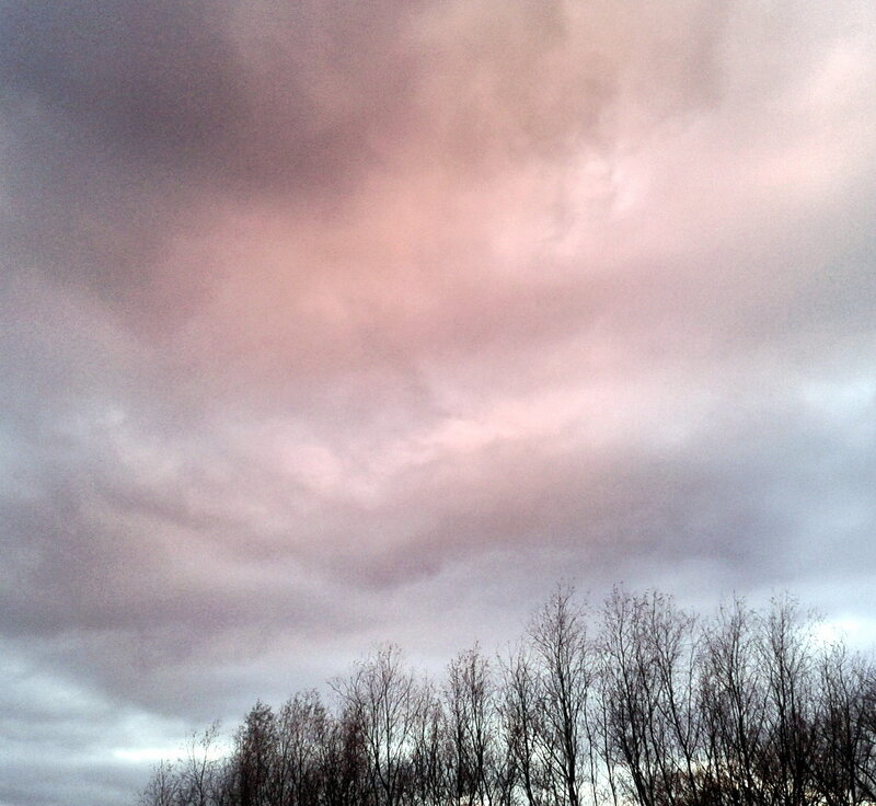 Bare Trees under Cloudy Sky
