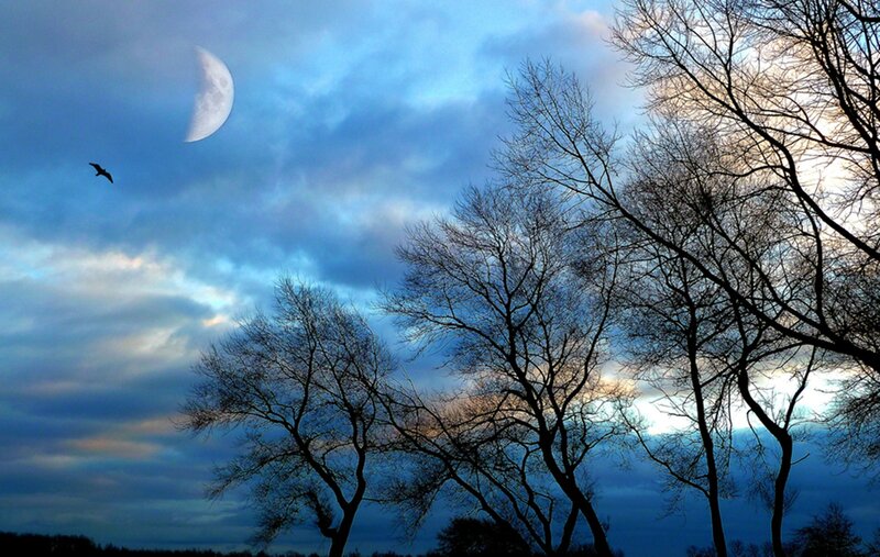 Bare Trees under Moon — Blue, Dramatic
