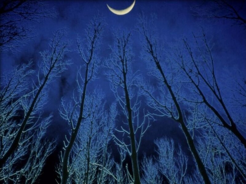 Bare Trees under Moon — Blue, Serene, Night, Photograph, Night Sky, Black