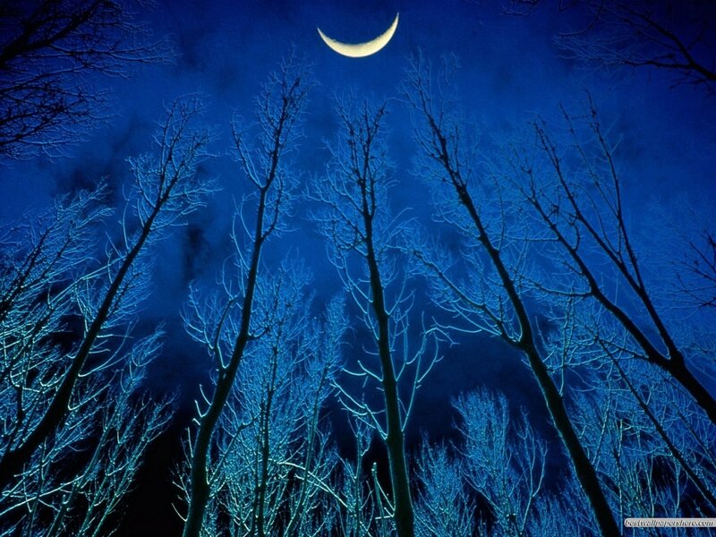 Bare Trees under Moon — Blue, Serene, Night