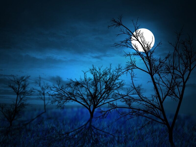 Bare Trees under Moon — Blue, Serene