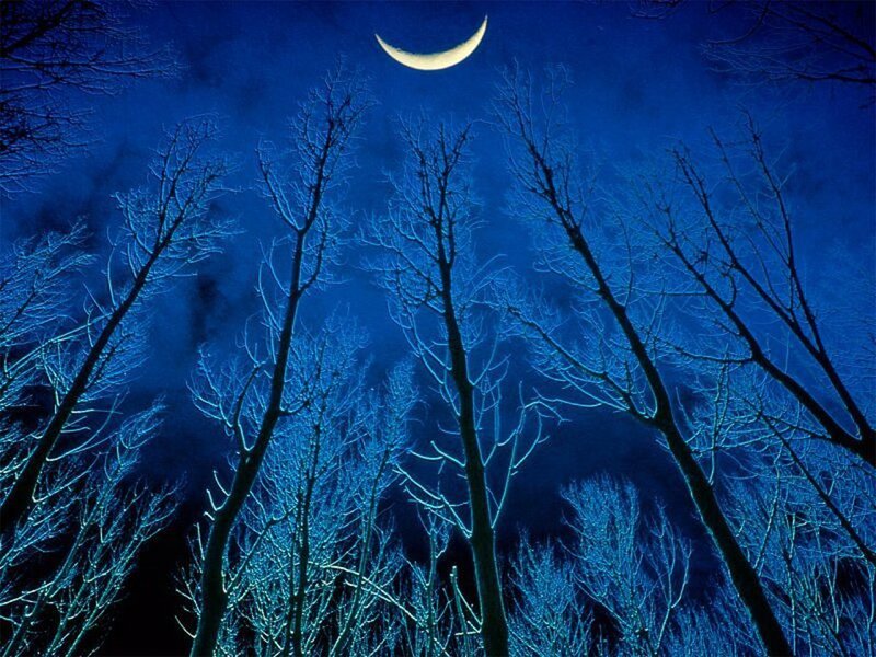 Bare Trees under Moon — Blue
