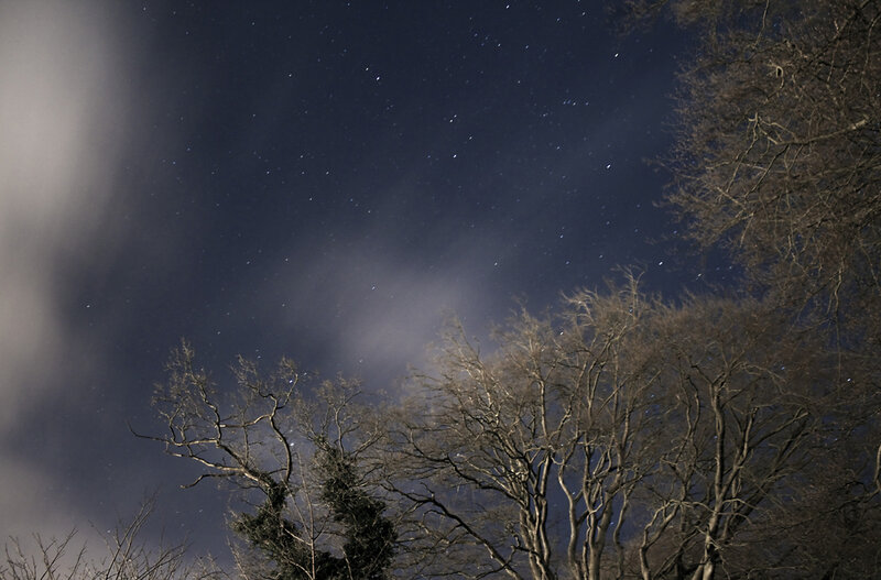 Bare Trees under Starry Sky