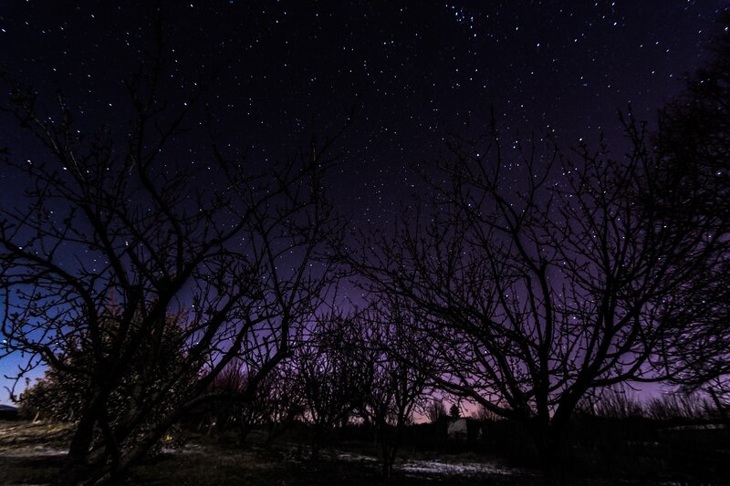 Bare Trees under Stars — Black