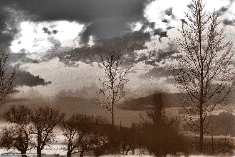 Bare Trees Under Stormy Sky
