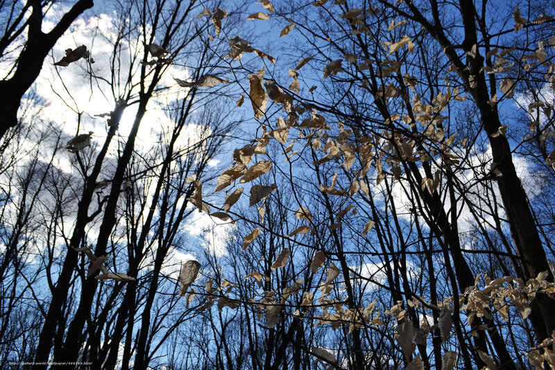 Bare trees with dry leaves
