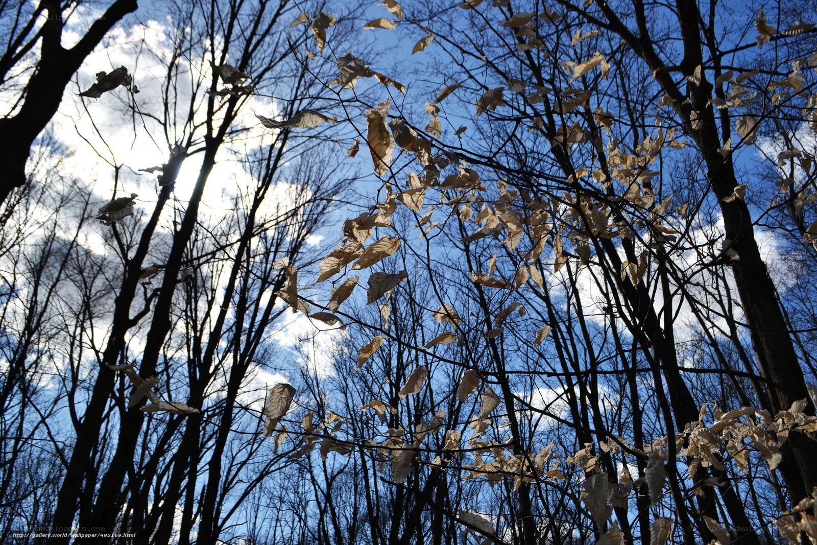 Bare trees with dry leaves