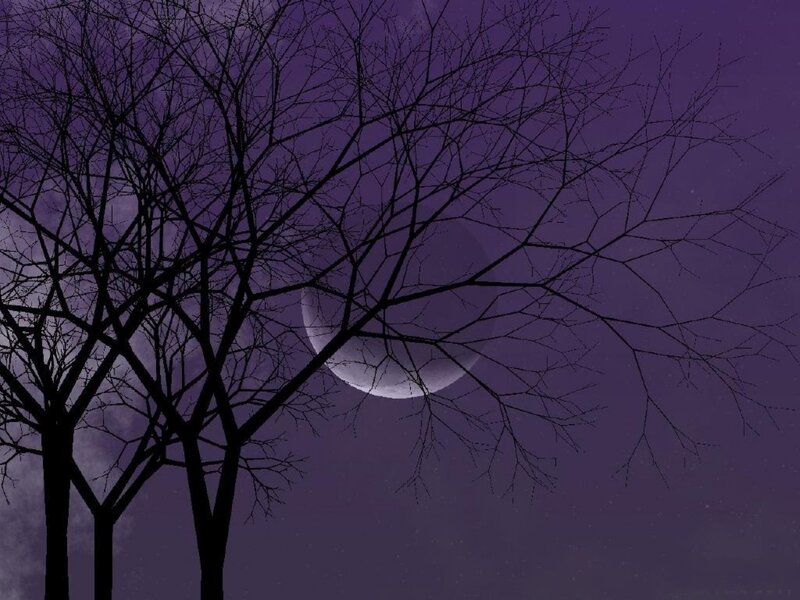 Bare Trees with Moon