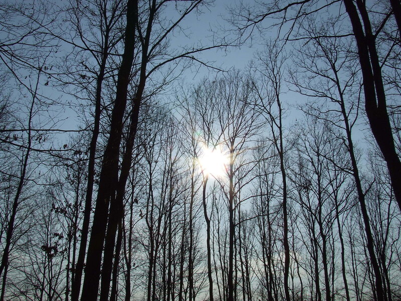 Bare Trees with Sun — Blue
