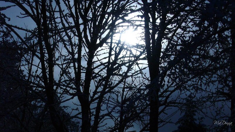 Bare Trees with Sun