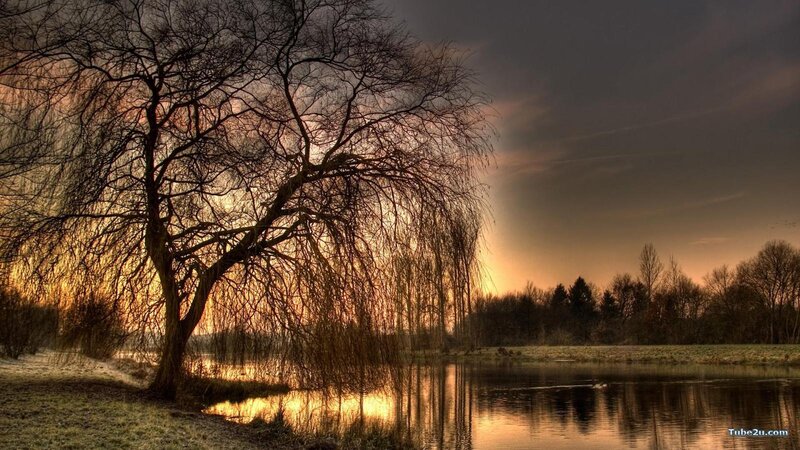 Bare Willow Tree by Lake — Orange, Dramatic, Sunset, Photograph, Trees, Sky