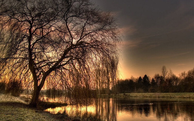 Bare Willow Tree by Lake