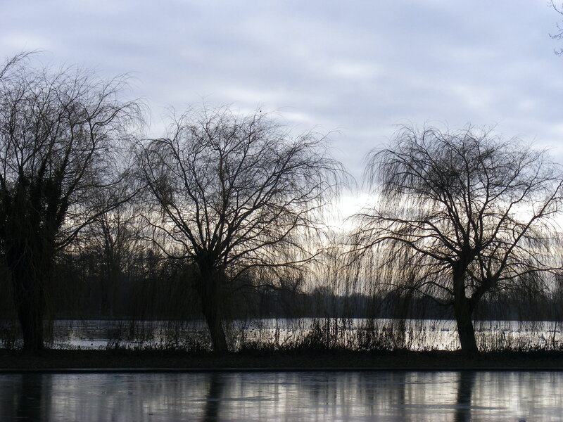 Bare Willow Trees by Lake