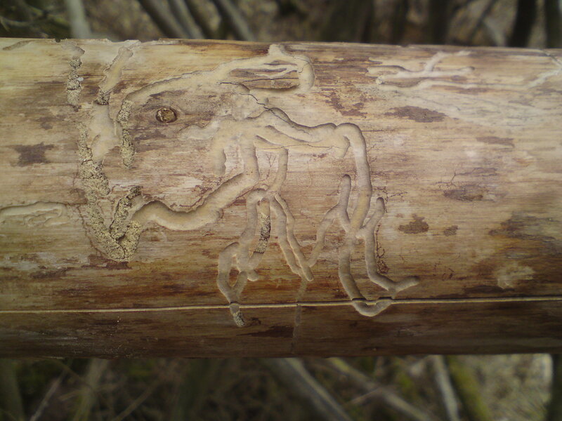 Bark beetle tunnels in wood