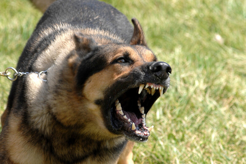 Barking German Shepherd