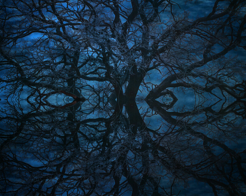 Barkless Tree Branches