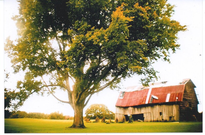Barn and tree in a field