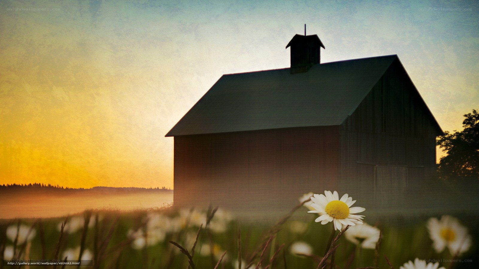 Barn at sunrise with daisies