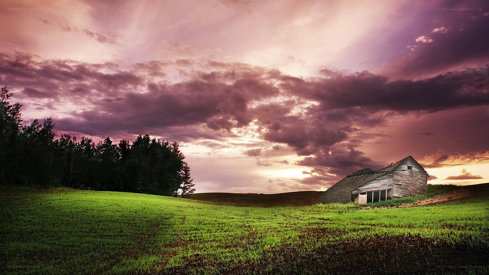 Barn at sunset in a green field