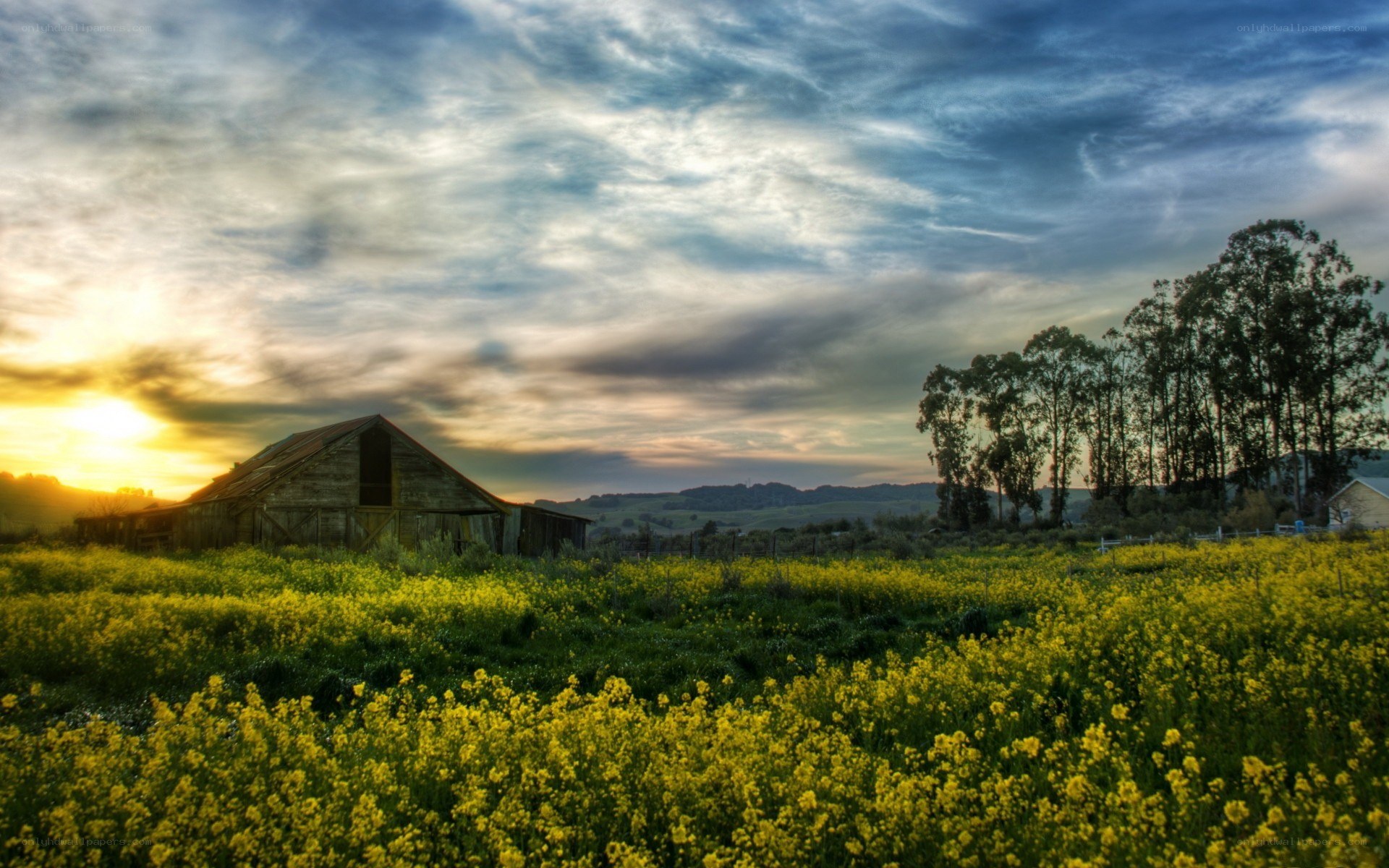 Barn at sunset in a yellow field