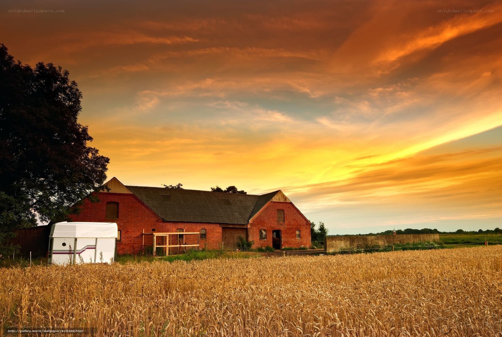 Barn at sunset in wheat field