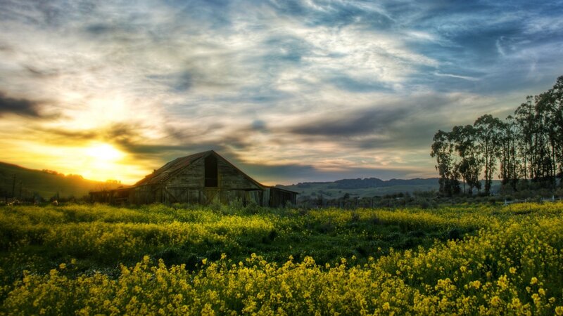 Barn at sunset in yellow field