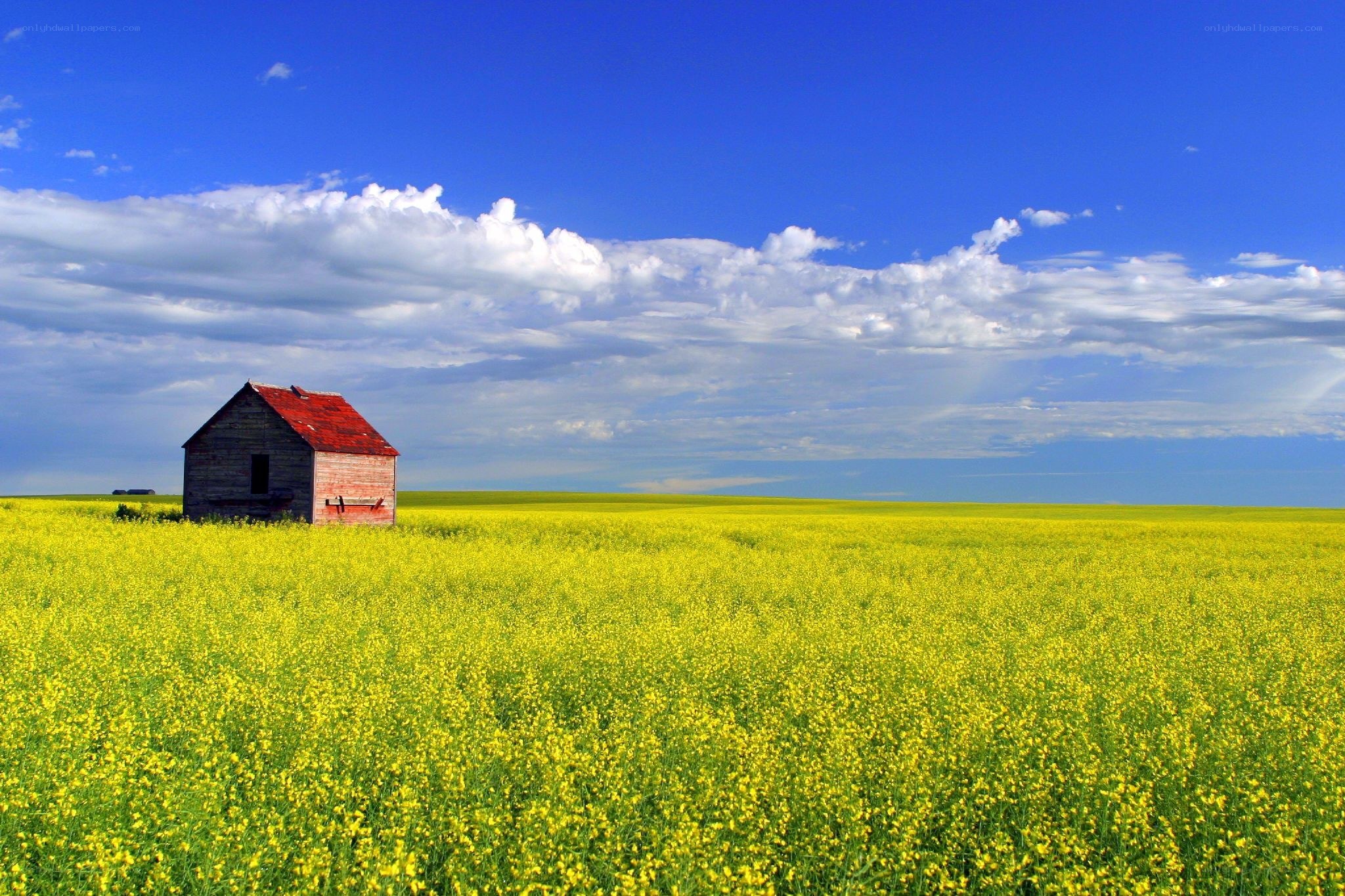 Barn in a canola field