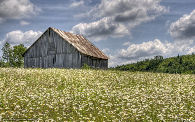Barn in a daisy field