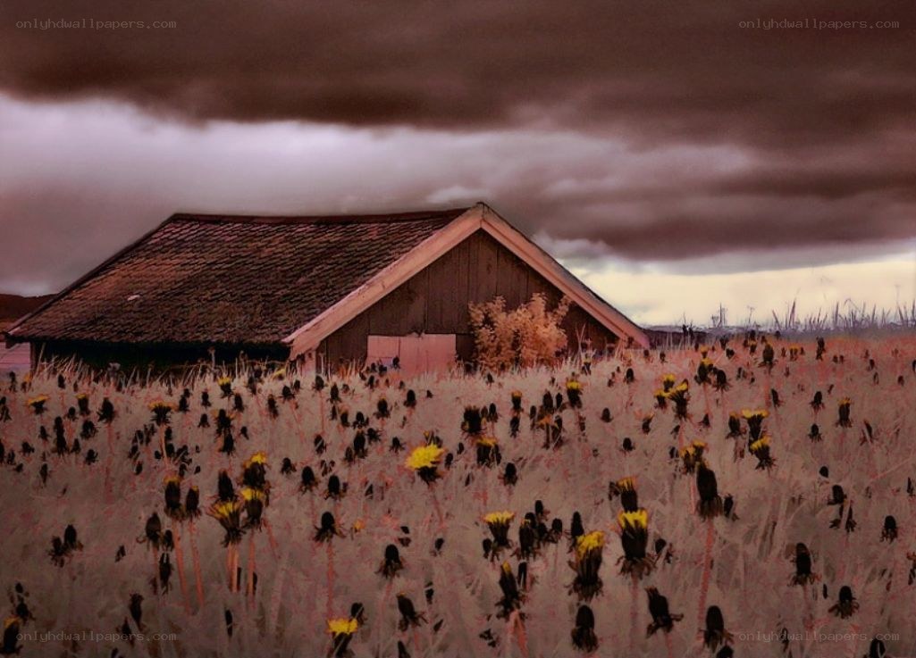 Barn in a Dying Field