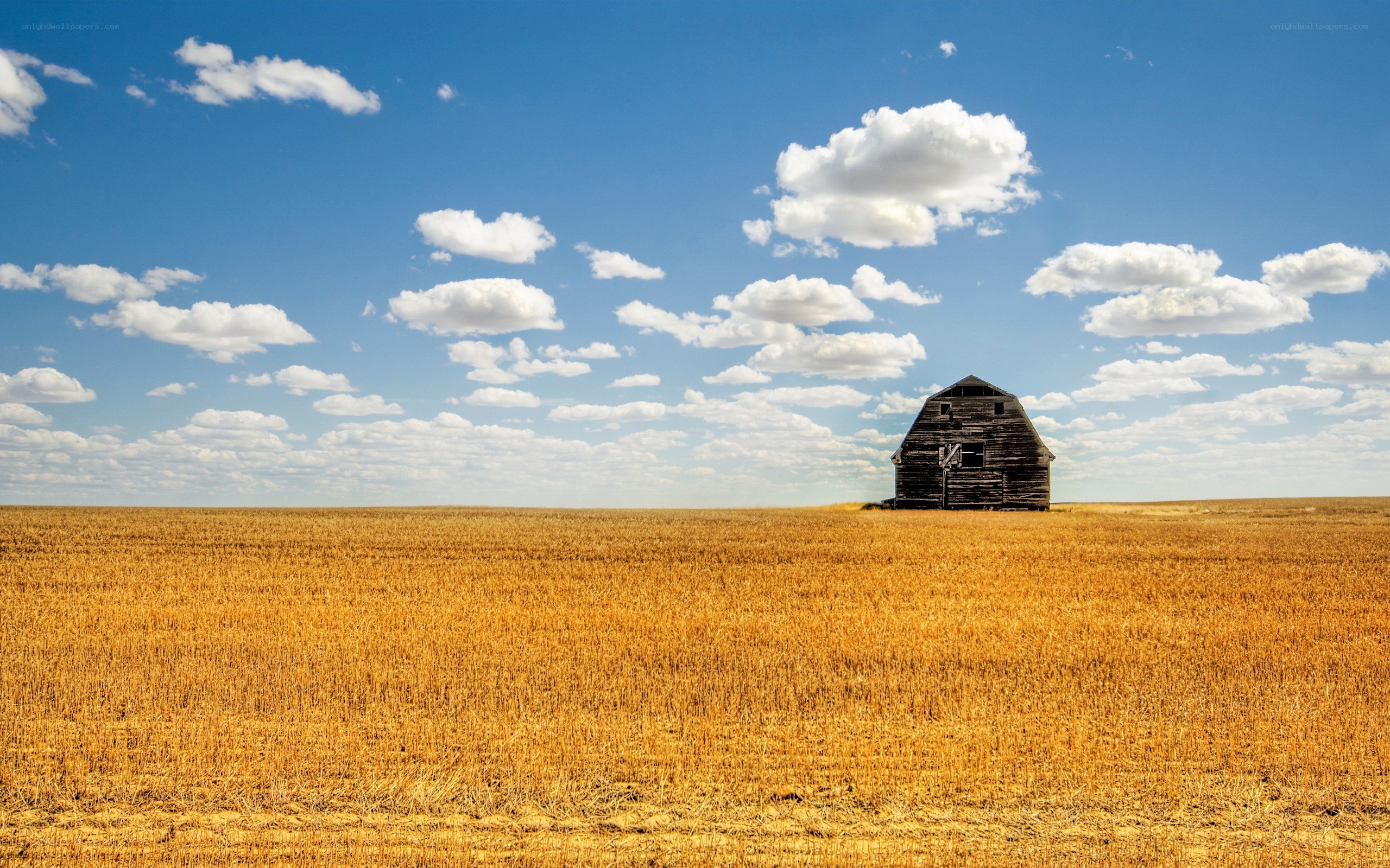 Barn in a golden field
