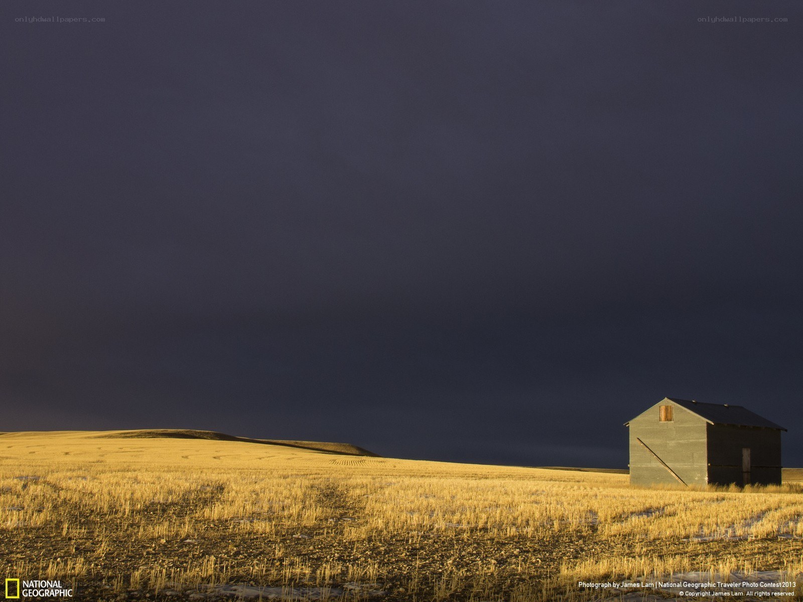 Barn in a golden field