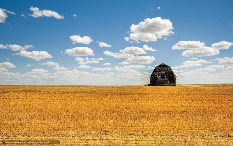 Barn in a golden field