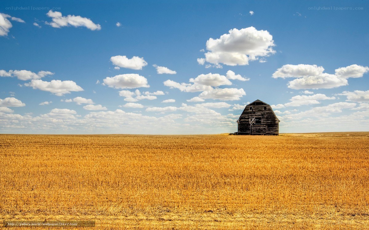 Barn in a golden field