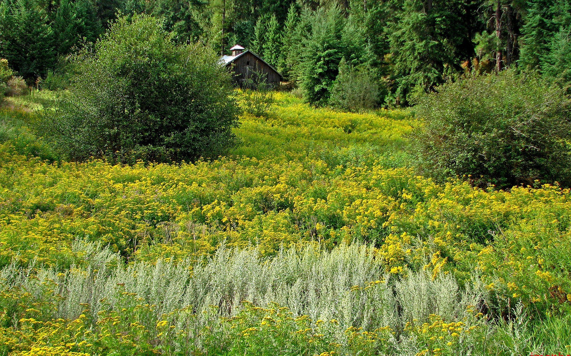 Barn in a wildflower meadow