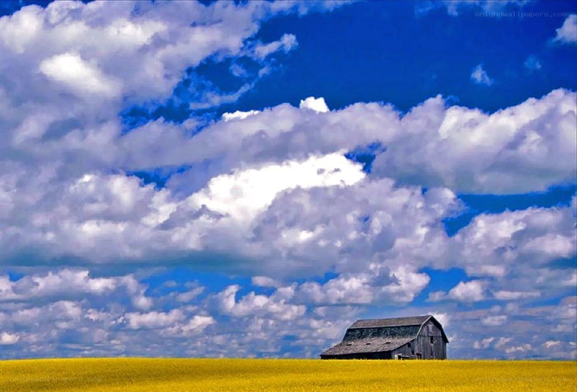 Barn in a yellow field