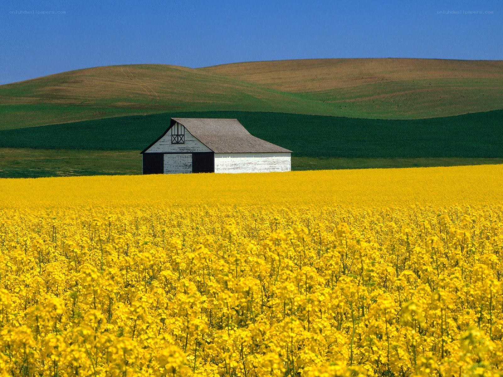 Barn in a yellow field