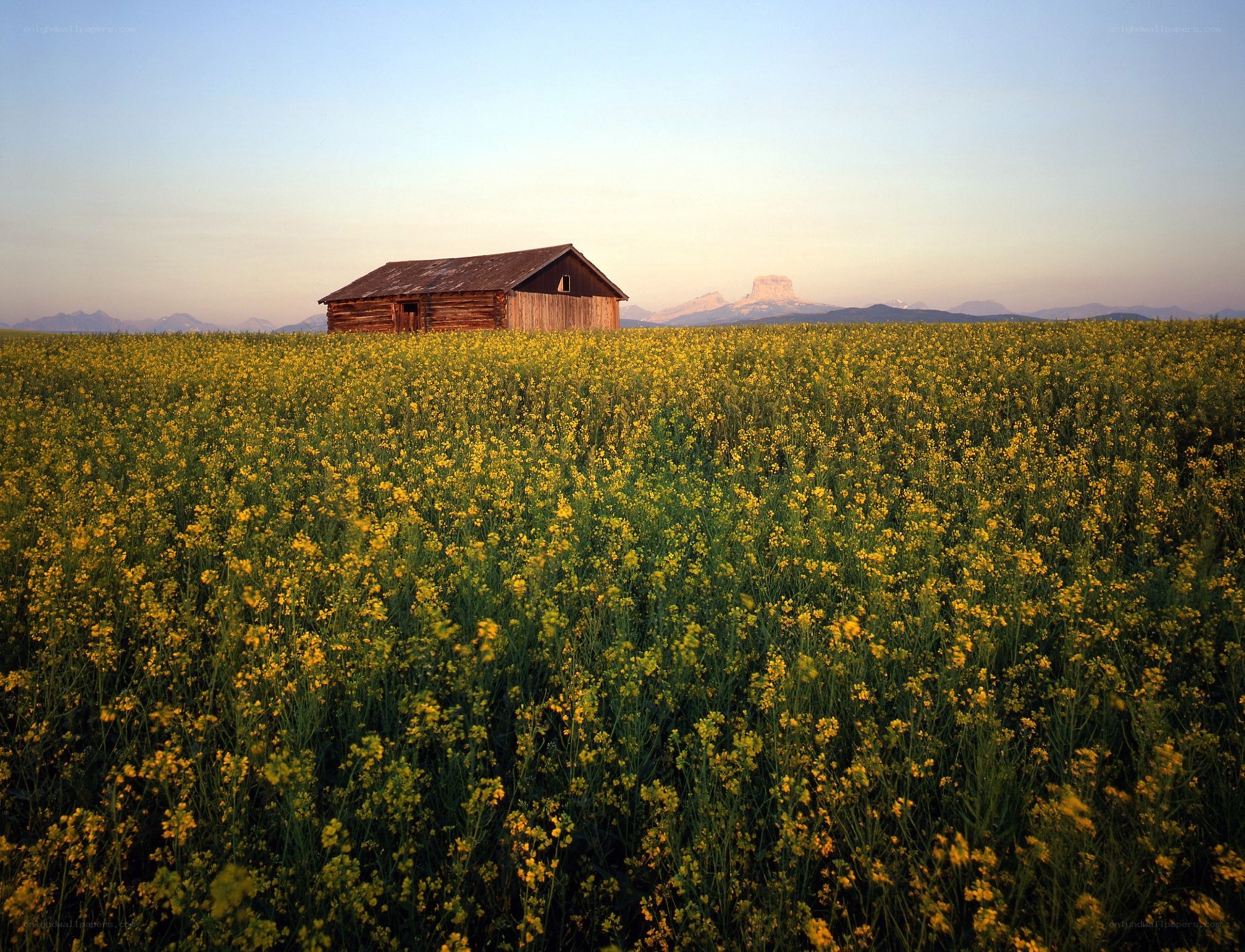 Barn in a yellow flower field