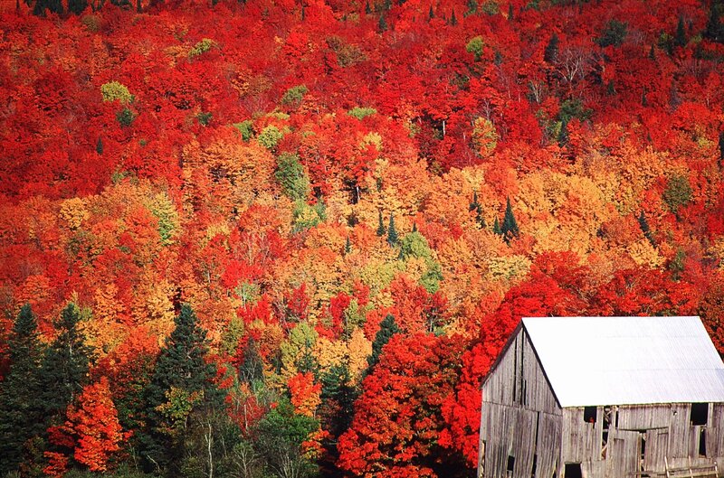 Barn in Autumn Forest — Red, Serene, Photograph