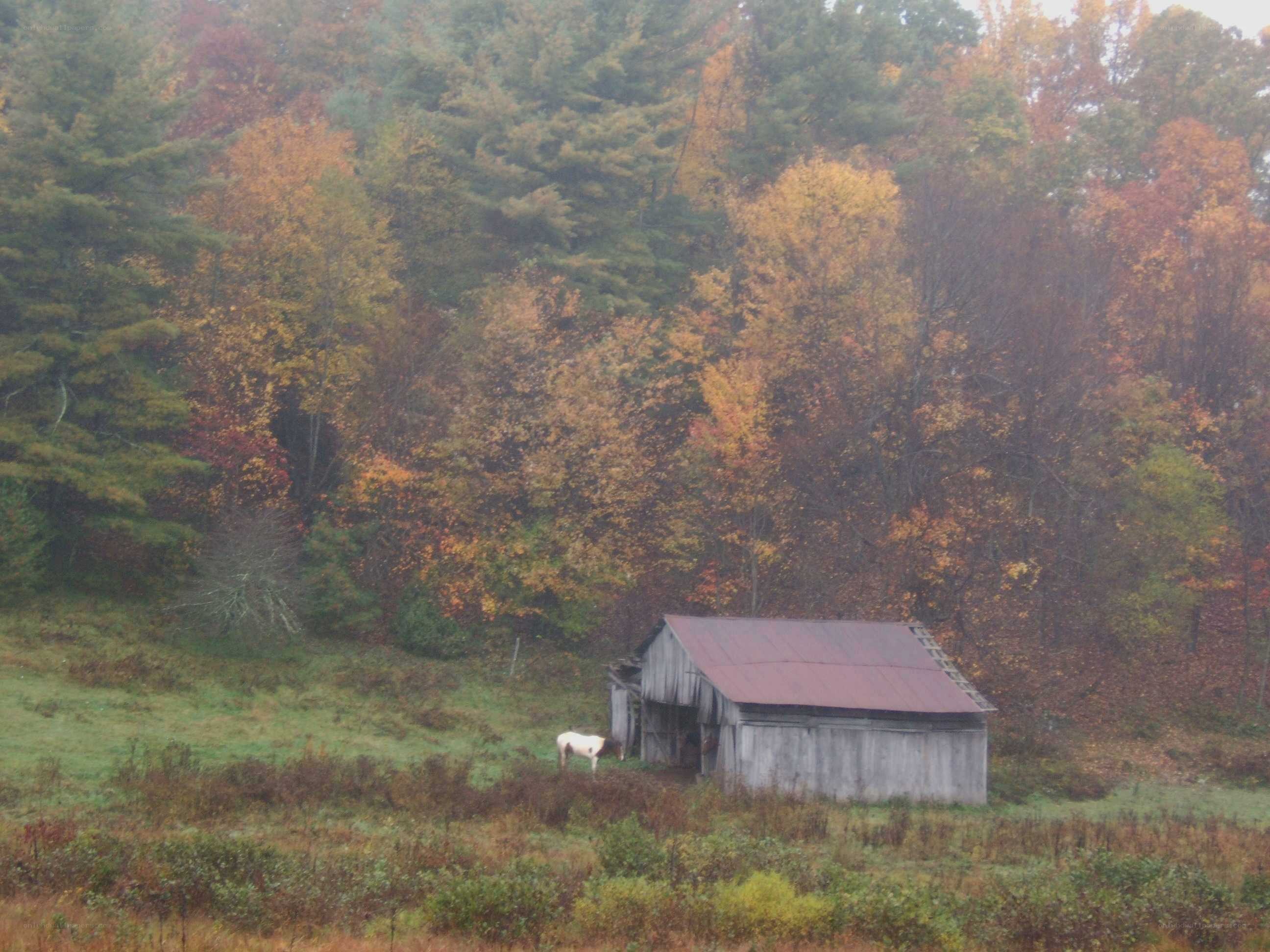 Barn in autumn forest