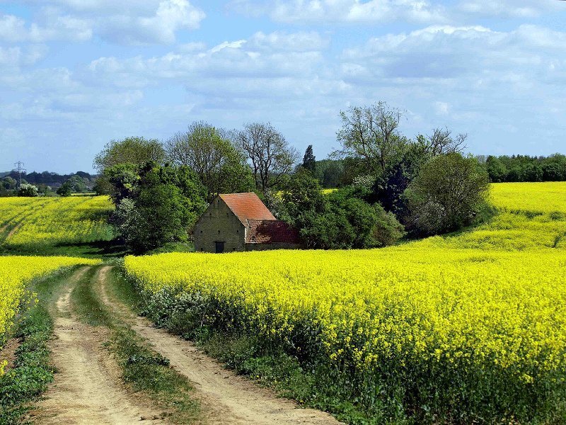 Barn in Canola Field