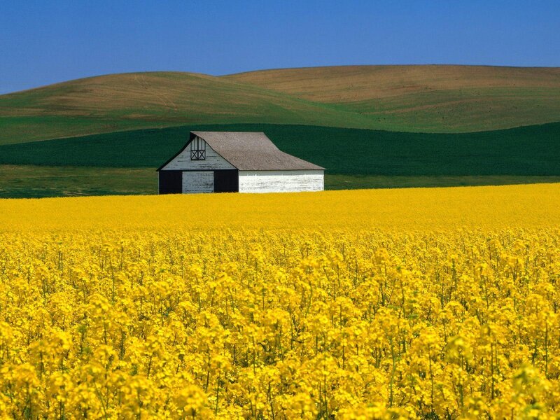 Barn in Canola Field — Yellow, Serene
