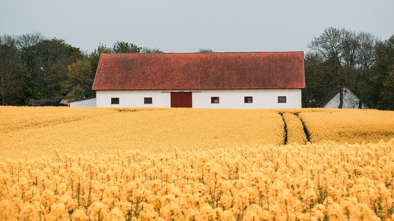 Barn in Canola Field — Yellow