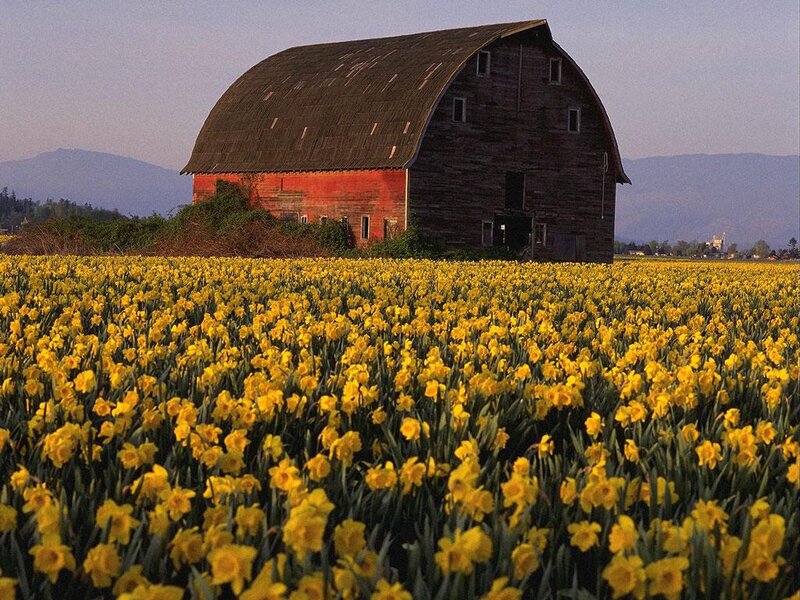 Barn in Daffodil Field