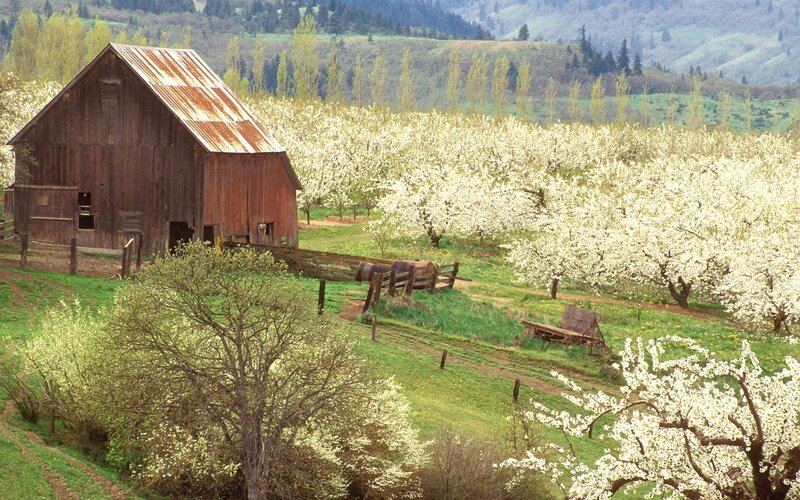 Barn in Orchard