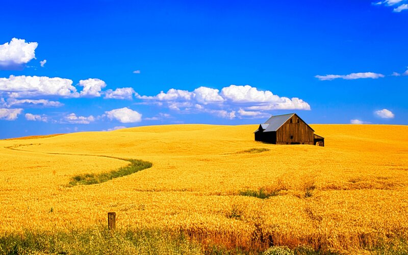 Barn in Wheat Field