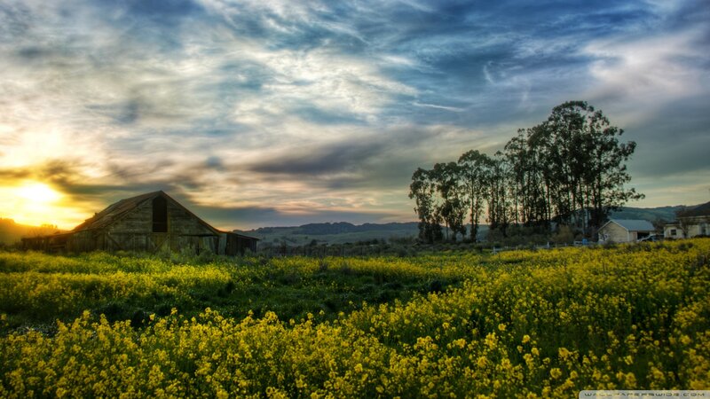 Barn in Yellow Field